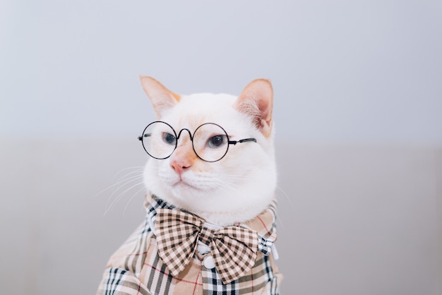 Premium Photo | Portrait of white cat wearing glasses