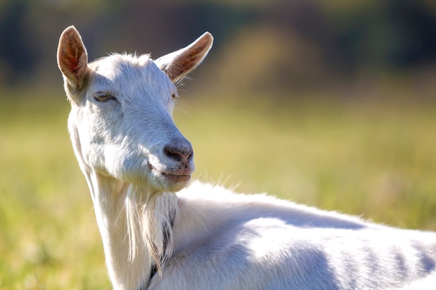 Premium Photo | Portrait of white goat with beard on blurred bokeh ...