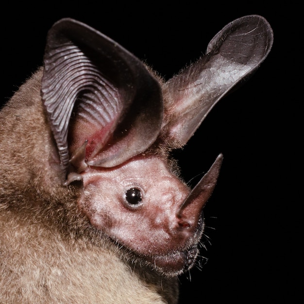 Premium Photo | Portrait of white-throated round-eared bat