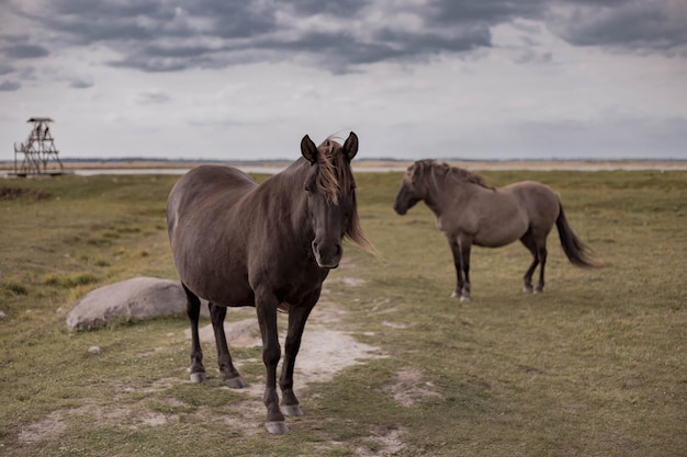 Premium Photo | Portrait of wild horse in national park