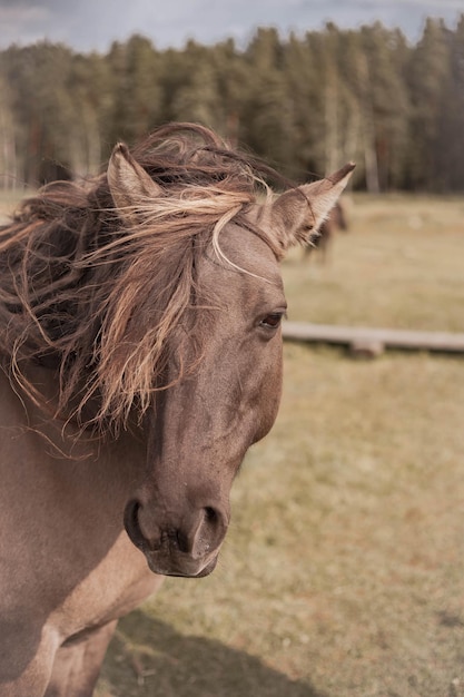 Premium Photo | Portrait of wild horse in national park