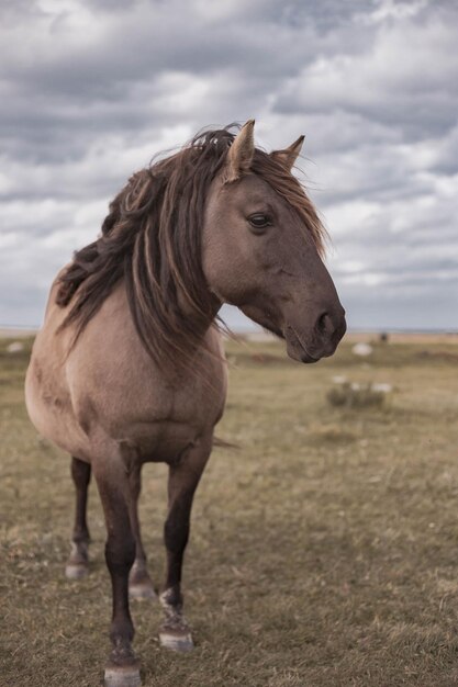 Premium Photo | Portrait of wild horse in national park