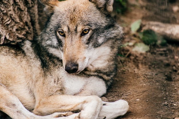 Premium Photo Portrait Of Wolf Lying On The Ground At Nature https www freepik com profile preagreement getstarted 6151354