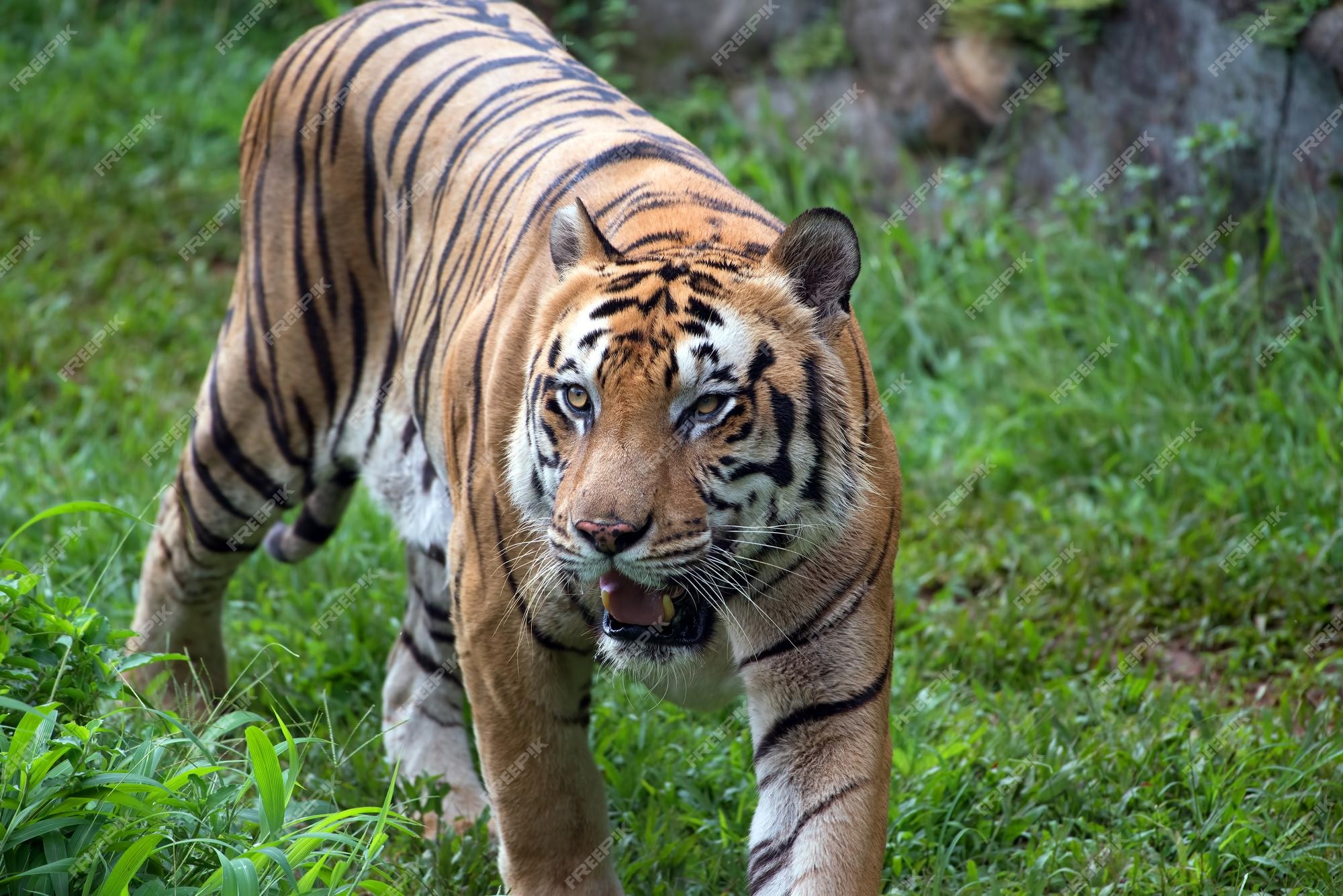 Free Photo | Portrait of young bengal tiger