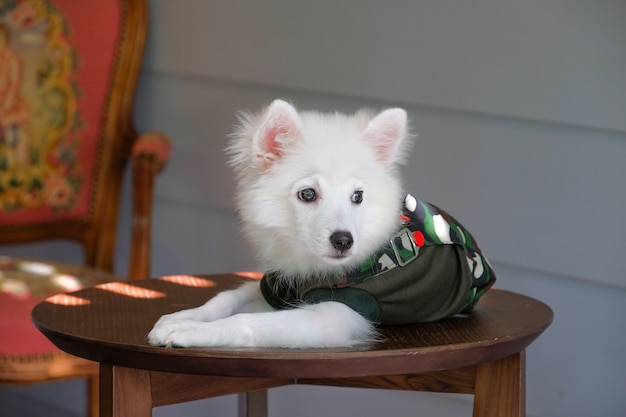 Premium Photo Portrait Of Young Japanese Spitz Dog Wearing Military Uniform And Sleeping On Wooden Table