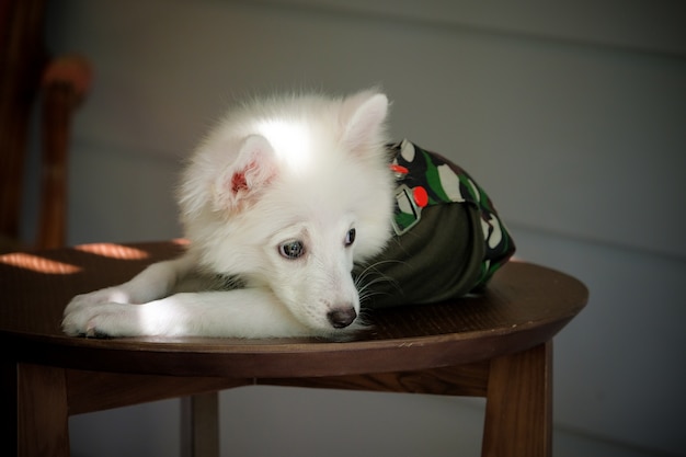 Premium Photo Portrait Of Young Japanese Spitz Dog Wearing Military Uniform And Sleeping