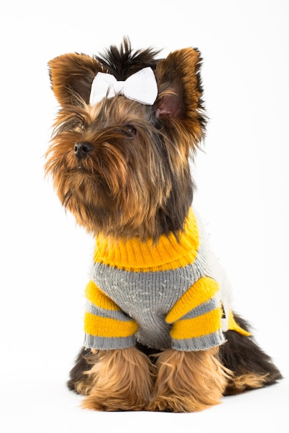 Premium Photo | Portrait of the young yorkshire terrier