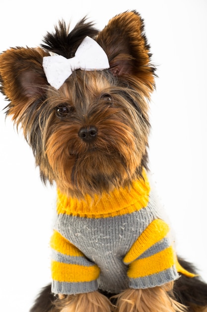 Premium Photo | Portrait of the young yorkshire terrier