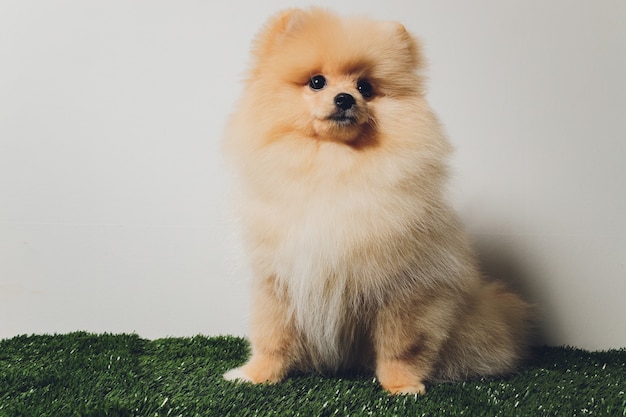 ポメラニアンスピッツのかわいいふわふわ子犬の肖像画 白の小さな笑顔の犬 プレミアム写真