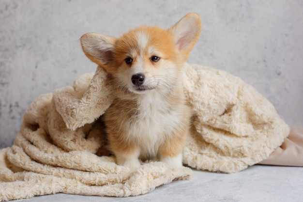 Premium Photo | Portraits of a corgi puppy in a blanket