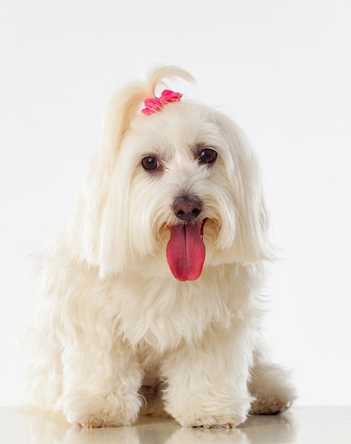 Portratit Of A White Dog With Long Hair And A Pigtail Premium Photo