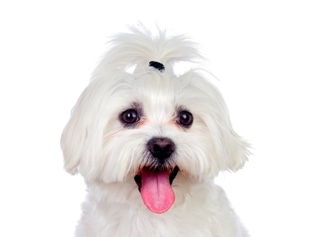 Portratit Of A White Dog With Long Hair And A Pigtail Premium Photo