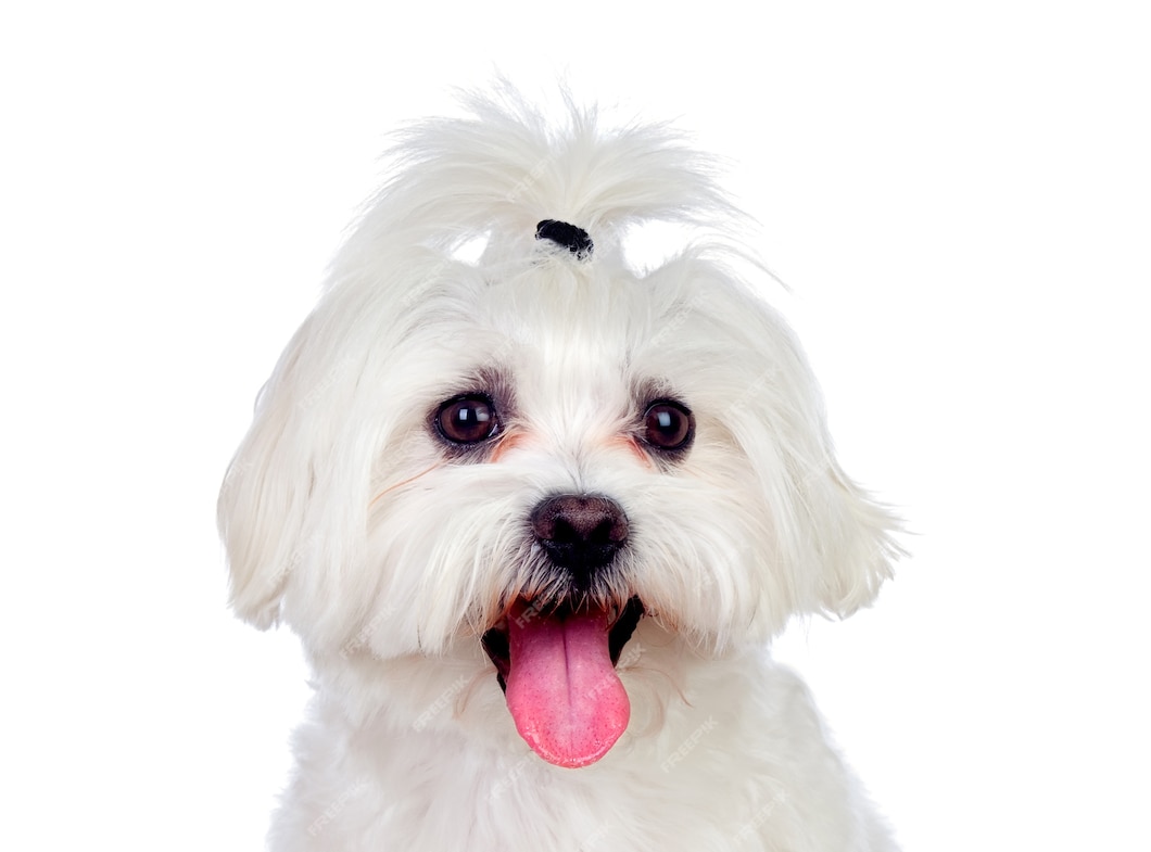 Premium Photo | Portratit of a white dog with long hair and a pigtail