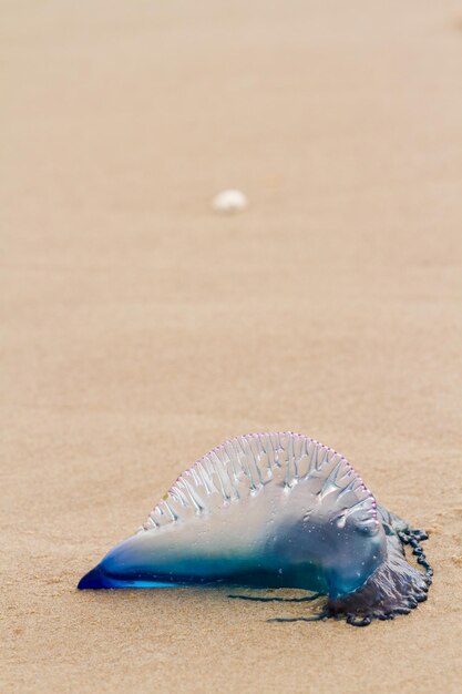 Premium Photo Portuguese Man O War Jellyfish On The Beach Of South