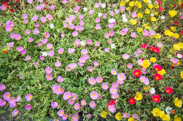 Premium Photo Portulaca Flower With Pink Red Purple And Yellow Blooming In Garden When Morning Sun