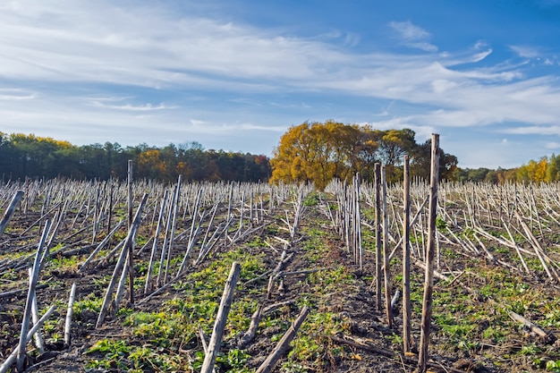 Premium Photo | Post-harvest sunflower residues before earning in the ...