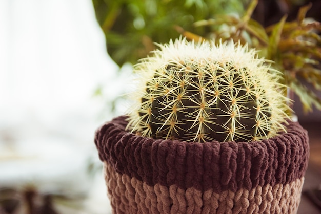 Pot of cactus, succulent pot plant for decorative in house Premium Photo