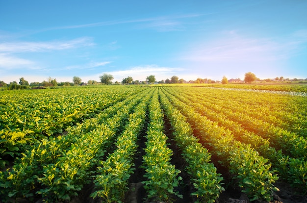 ジャガイモのプランテーションは畑で成長する 野菜の列 農業 農業 風景 プレミアム写真