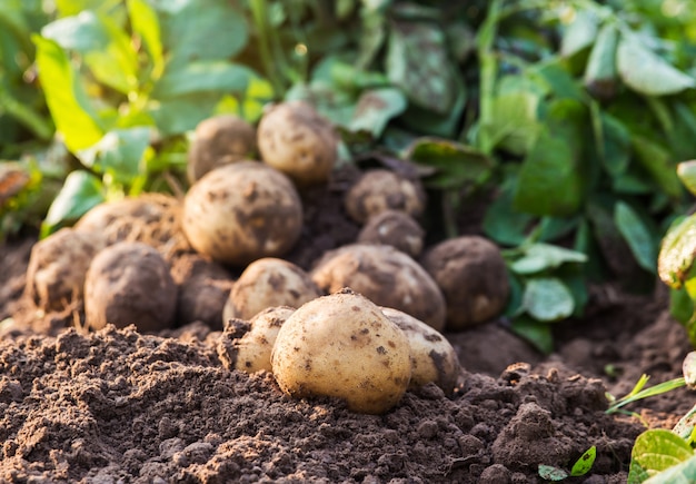 Potatoes in the ground Premium Photo