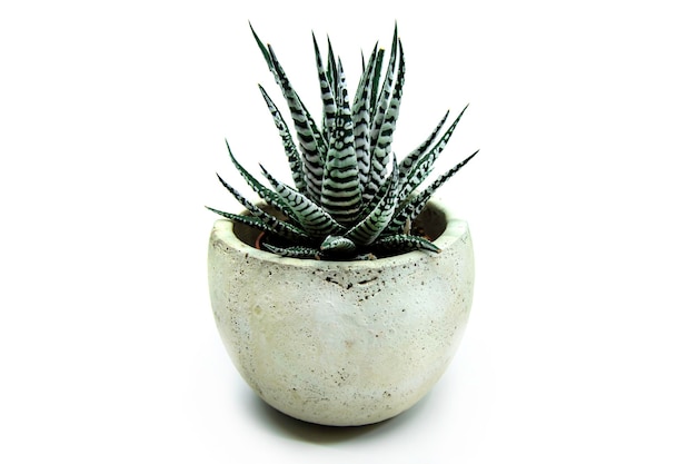 Premium Photo | Potted haworthia attenuata or zebra plant zebra ...