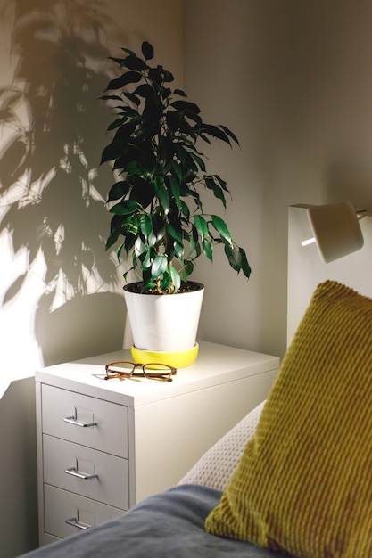 Premium Photo Potted Plant Ficus Benjamina In A Cozy Bedroom On The Bedside Table At Night Fragment Of Nightstand Yellow And Blue Pillows Lamp White Walls Scandinavian Interior Houseplant Concept