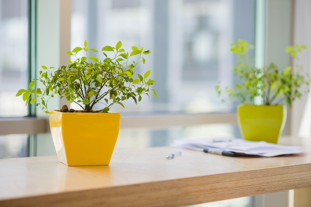 Potted plants in office Free Photo Potted plants in office Free Photo