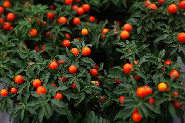 Premium Photo Potted Winter Cherry Plant Or Jerusalem Cherry Solanum Pseudocapsicum Ornamental Plant For Christmas Solanum Pseudocapsicum Berries Closeup Nightshade With Red Fruits Coral Shrub Houseplants