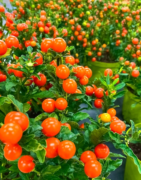 Premium Photo Potted Winter Cherry Plants Or Jerusalem Cherry Solanum Pseudocapsicum