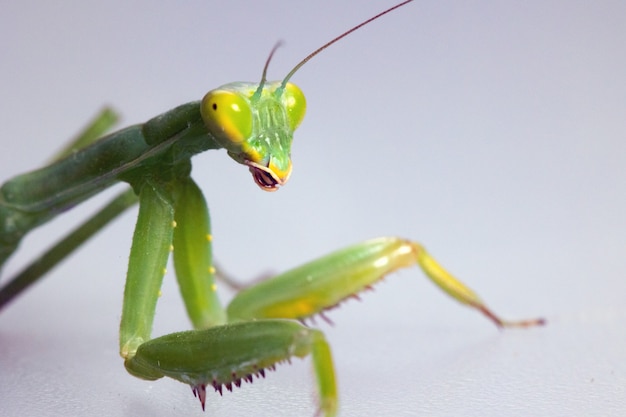 Premium Photo | Praying mantis on white background