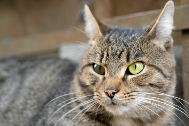 Premium Photo | Predatory gaze of an adult cat