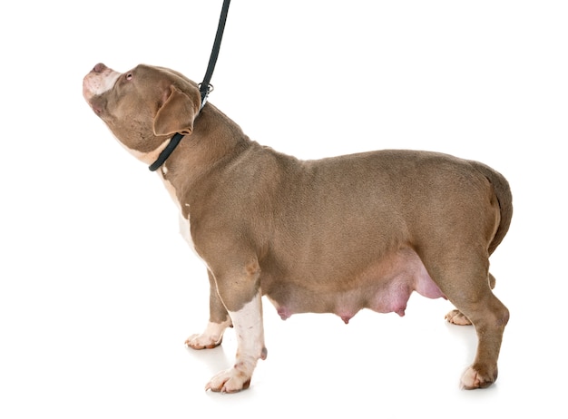 Pregnant American Bully