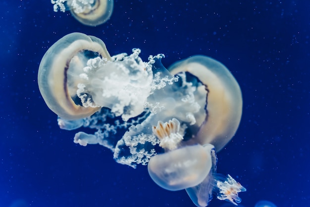 青い水に浮かぶきれいで美しいクラゲ プレミアム写真