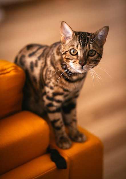 かわいいベンガルの猫は 黄色のソファーの上に立つ 無料の写真