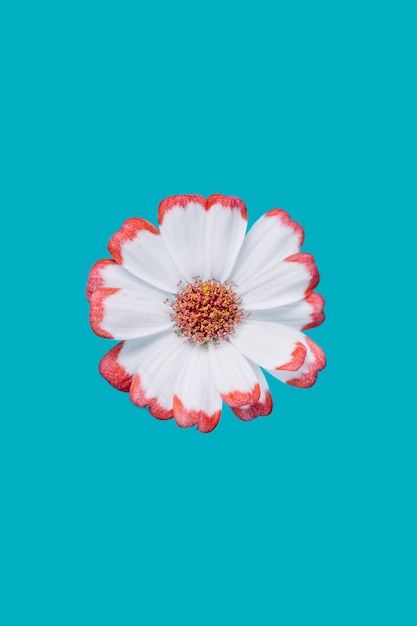 Free Photo | Pretty flower on turquoise background