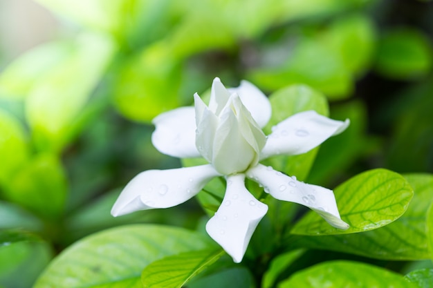  Pretty  gardenia  flower  blooming Premium Photo