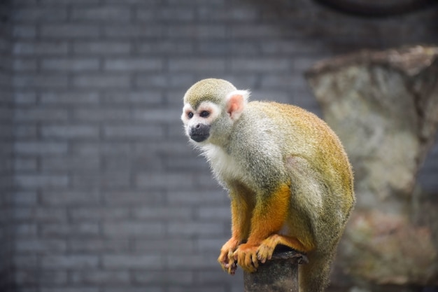 Free Photo | Pretty monkey sitting on a log