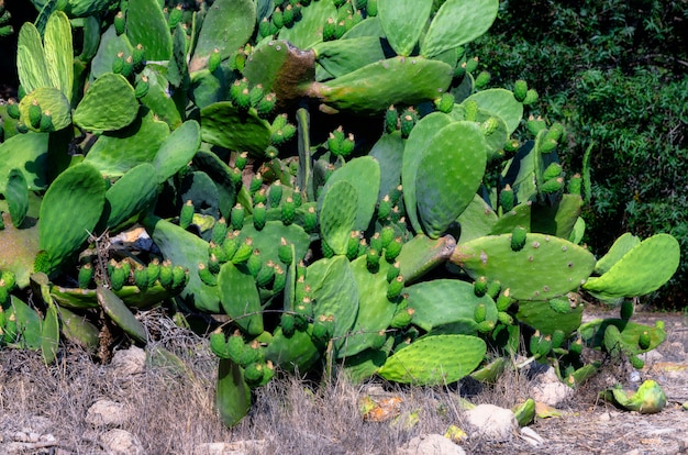 Premium Photo Prickly Pear Cactus Close Up With Fruit Cactus Spines