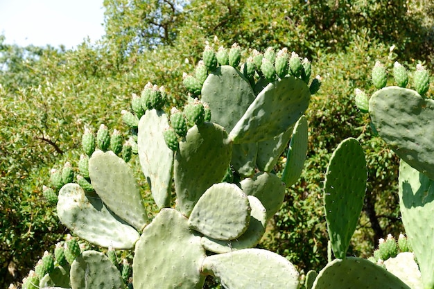 Premium Photo | Prickly pear plant with its fleshy leaves full of ...