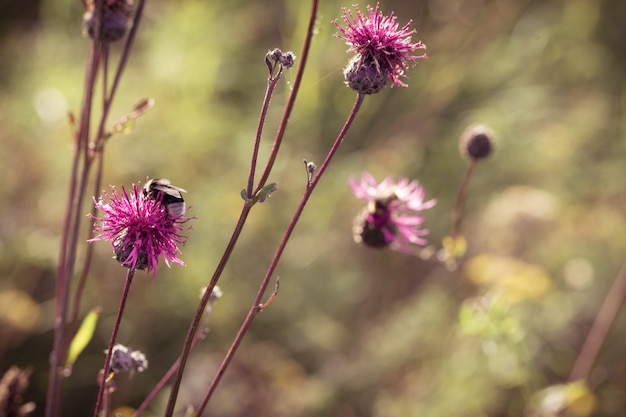 とげのある雑草はごぼうです 森の花とぼやけて背景の自然の花の背景 トーンのイメージ プレミアム写真