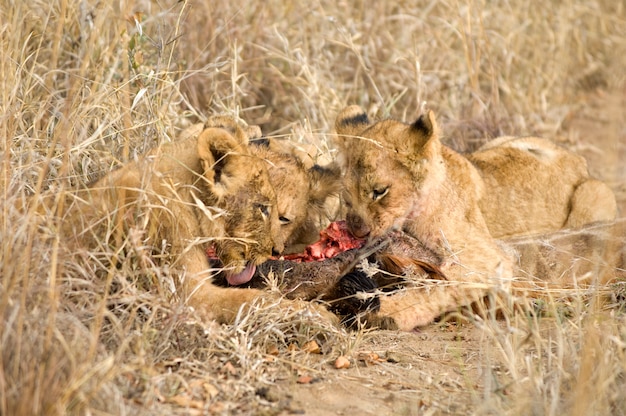 Premium Photo | Pride of lion eating a giraffe