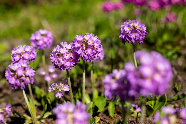 Premium Photo | Primrose primula with violet flowers. inspirational ...