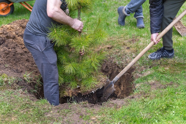 The process of planting a cedar tree by a group of men. Premium Photo