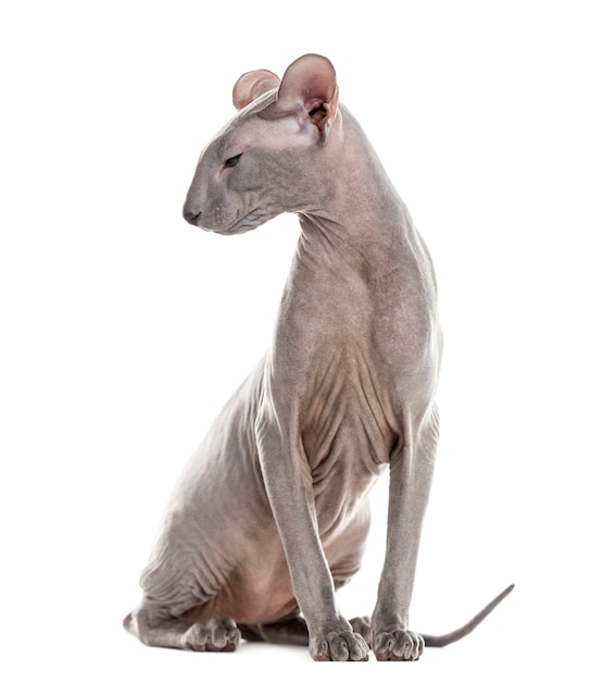 Premium Photo Profile Of A Peterbald Sitting And Looking Away Isolated On White