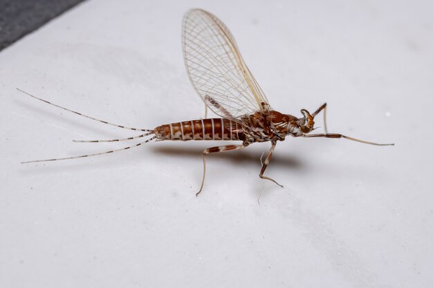 Premium Photo | Prong-gilled mayfly of the genus thraulodes