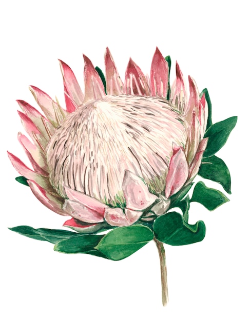 Premium Photo | Protea flower uncovered with green leaves