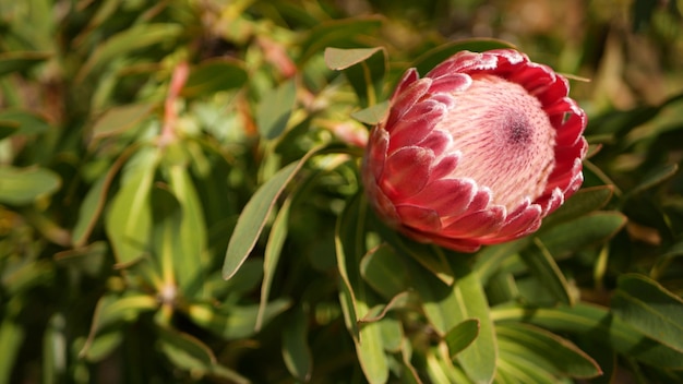 アメリカカリフォルニア州の庭にあるプロテアピンクの花 シュガーブッシュ レペンスが咲き 植物のエキゾチックな花が咲きます プレミアム写真