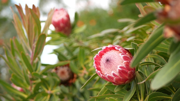 アメリカカリフォルニア州の庭にあるプロテアピンクの花 シュガーブッシュ レペンスが咲き 植物のエキゾチックな花が咲きます プレミアム写真