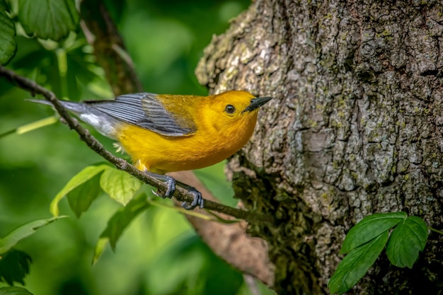 オウゴンアメリカムシクイ Protonotaria Citrea 無料の写真