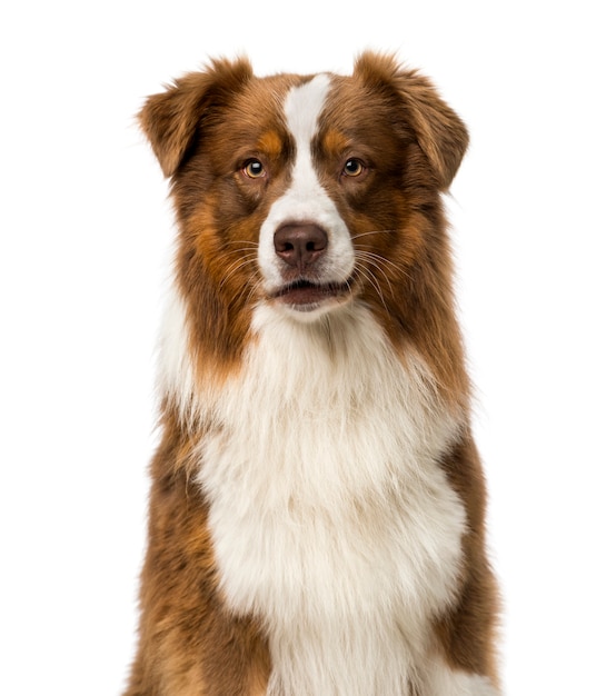 Premium Photo | Proud border collie isolated on white