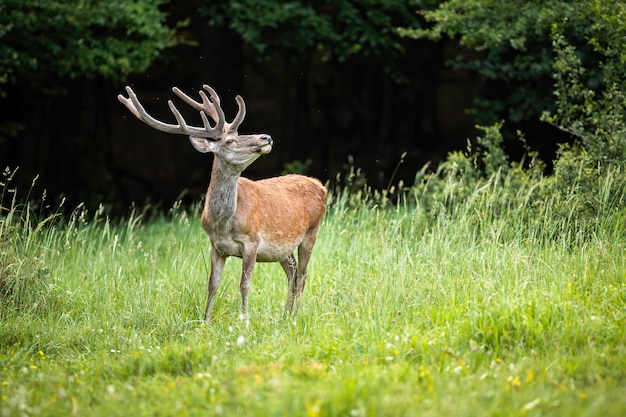 Premium Photo | Proud red deer stag standing up straight with neck ...